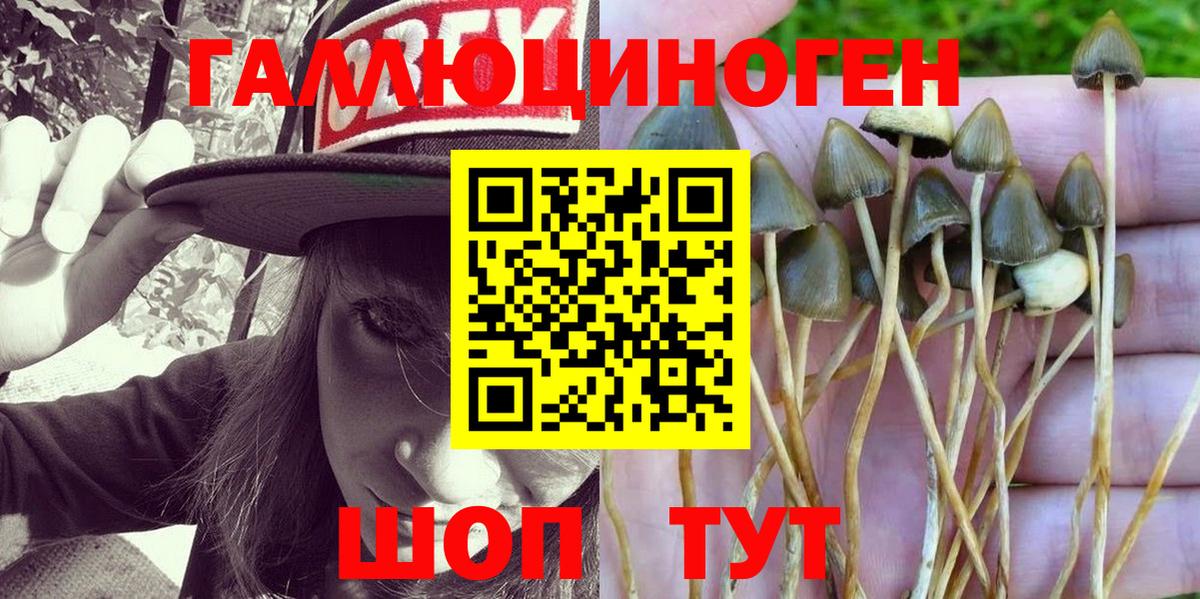Галлюциногенные грибы Psilocybe Лосино-Петровский